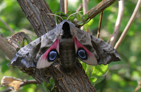 Abendpfauenauge (Smerinthus ocellata ) - © Leo Kuzmits